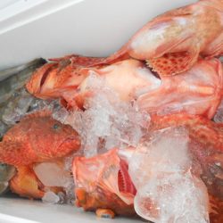 こうゆう丸 釣果