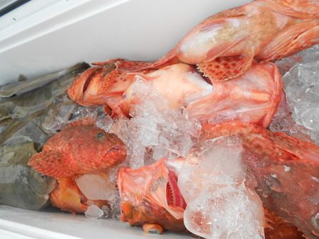 こうゆう丸 釣果