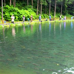 小菅トラウトガーデン 釣果