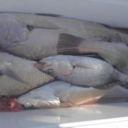 遊漁船 新鋭丸 釣果