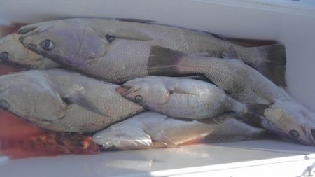 遊漁船 新鋭丸 釣果