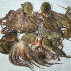 TOPGUN名古屋 釣果