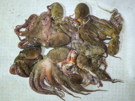 TOPGUN名古屋 釣果