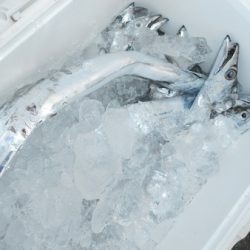 こうゆう丸 釣果