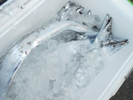 こうゆう丸 釣果