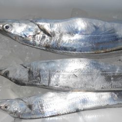 こうゆう丸 釣果