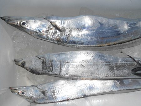 こうゆう丸 釣果