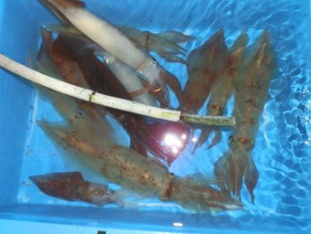 第二むつ漁丸 釣果