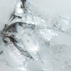 こうゆう丸 釣果