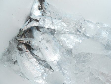 こうゆう丸 釣果