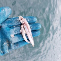 遊漁船 ニライカナイ 釣果