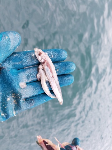 遊漁船 ニライカナイ 釣果