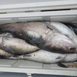 大進丸(新潟) 釣果