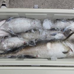 大進丸(新潟) 釣果