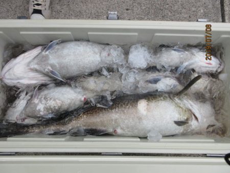 大進丸(新潟) 釣果