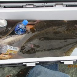 大進丸（新潟） 釣果