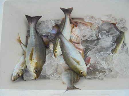 ＨＡＲＵＫＡ丸　はるかまる 釣果