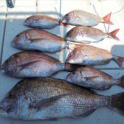 HARUKA丸 はるかまる 釣果