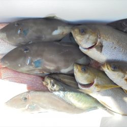 HARUKA丸 はるかまる 釣果