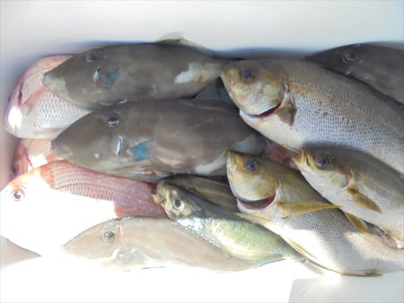 ＨＡＲＵＫＡ丸　はるかまる 釣果