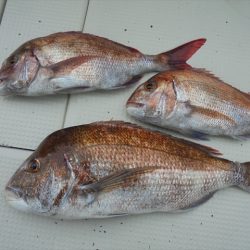 HARUKA丸 はるかまる 釣果