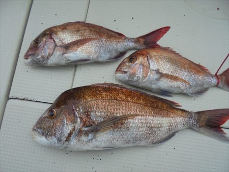 ＨＡＲＵＫＡ丸　はるかまる 釣果