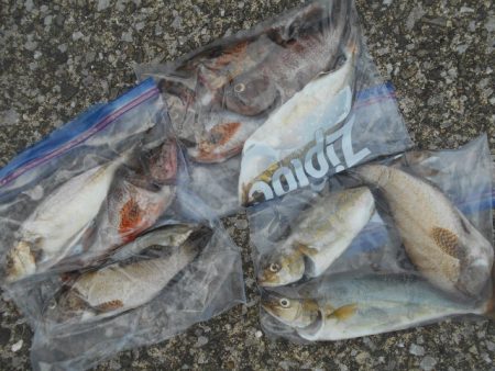 こかわ渡船　雅丸 釣果