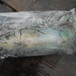 こかわ渡船　雅丸 釣果