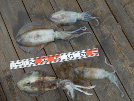 こかわ渡船　雅丸 釣果