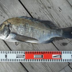 こかわ渡船　雅丸 釣果