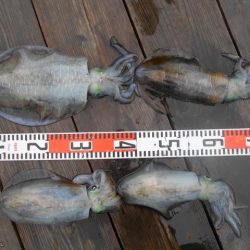 こかわ渡船　雅丸 釣果