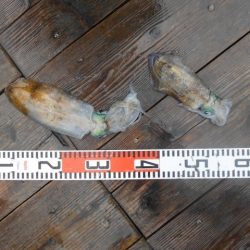 こかわ渡船　雅丸 釣果