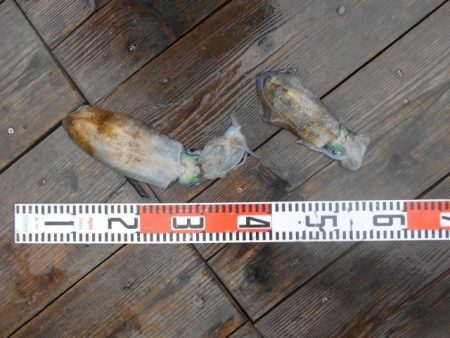 こかわ渡船　雅丸 釣果