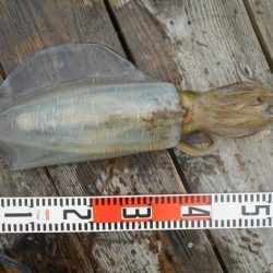 こかわ渡船　雅丸 釣果