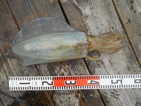 こかわ渡船　雅丸 釣果