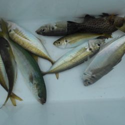 こかわ渡船　雅丸 釣果