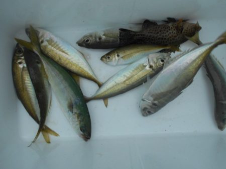 こかわ渡船　雅丸 釣果