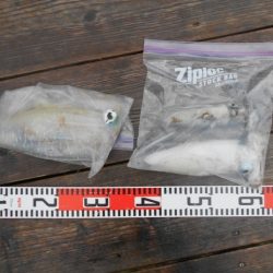 こかわ渡船　雅丸 釣果