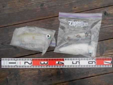 こかわ渡船　雅丸 釣果