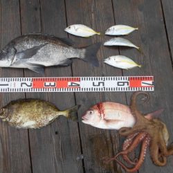 こかわ渡船　雅丸 釣果