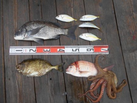 こかわ渡船　雅丸 釣果