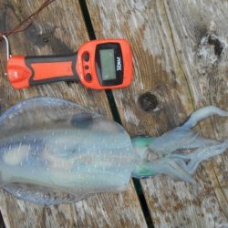 こかわ渡船　雅丸 釣果