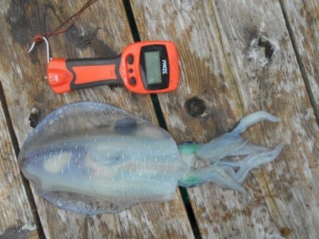 こかわ渡船　雅丸 釣果