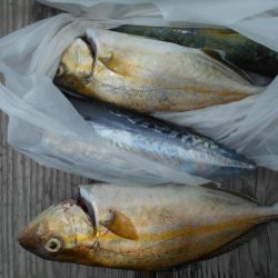 こかわ渡船　雅丸 釣果