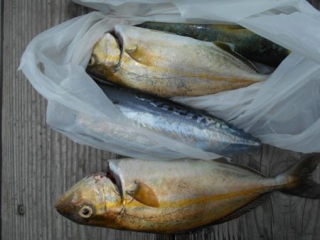 こかわ渡船　雅丸 釣果