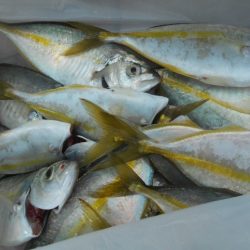 こかわ渡船　雅丸 釣果