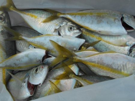 こかわ渡船　雅丸 釣果