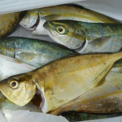 こかわ渡船　雅丸 釣果