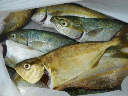 こかわ渡船　雅丸 釣果