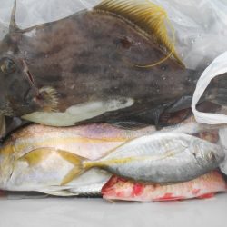 こかわ渡船　雅丸 釣果